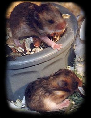 Balus babies