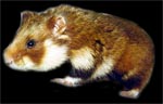 European Hamster